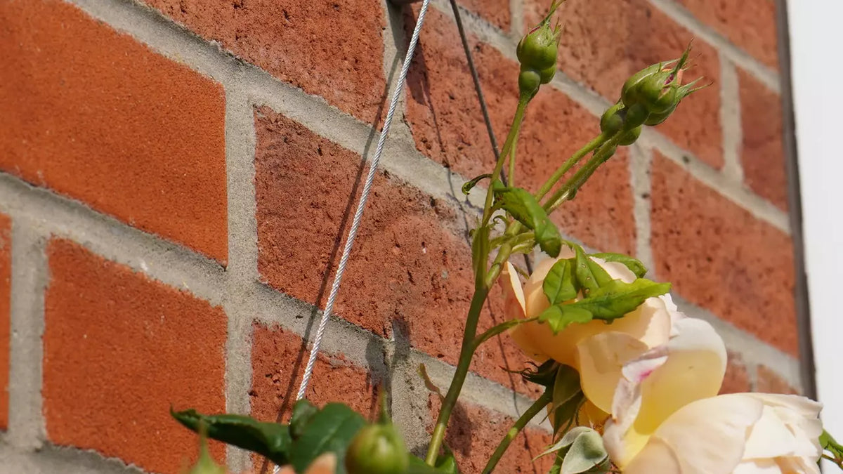 Professional Trellis Kit For Gardens/Walls