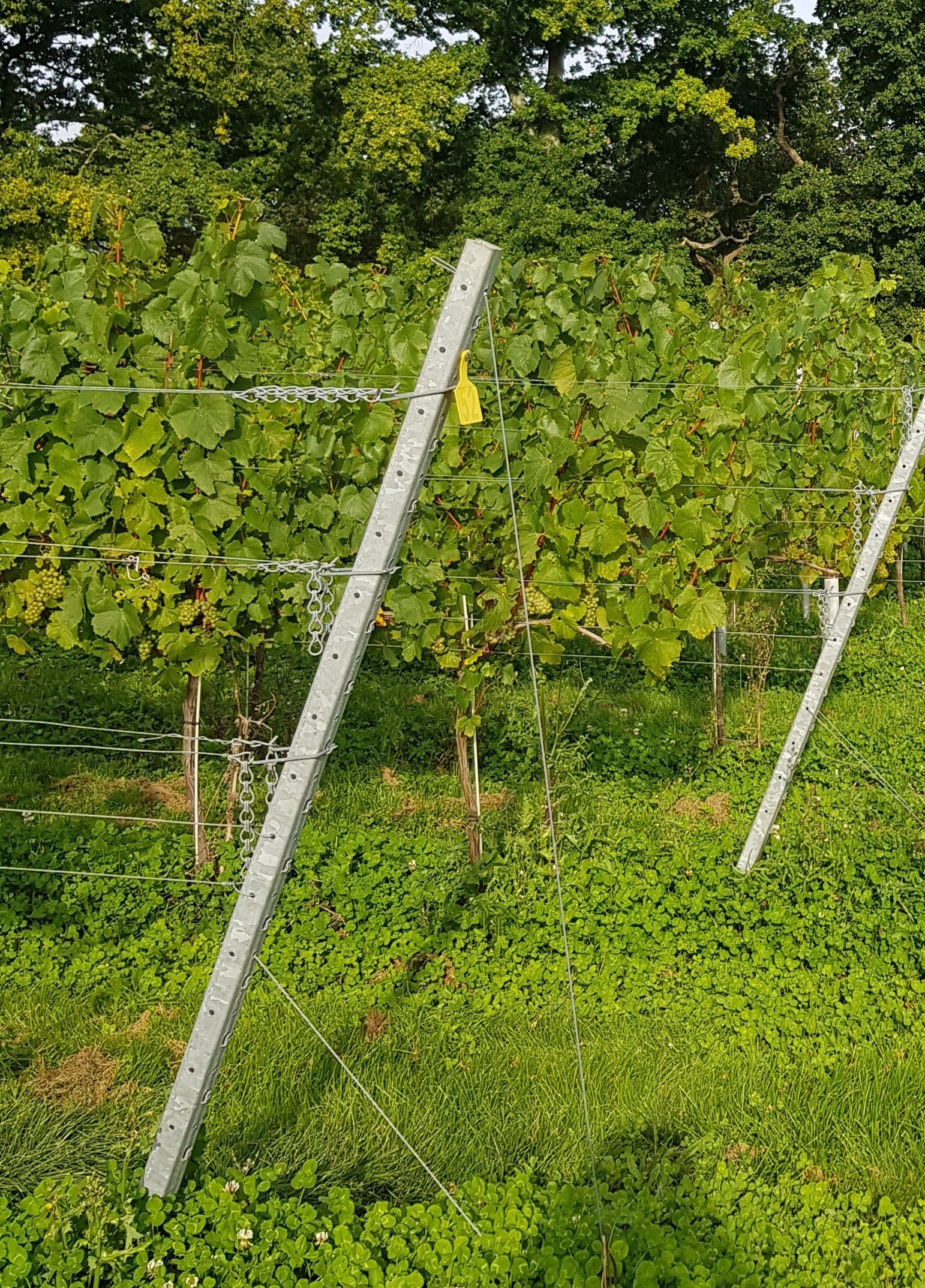 Close Up of Hadley Hot-Dipped Galvanised End Post Installed in Vineyard with Full Trellising