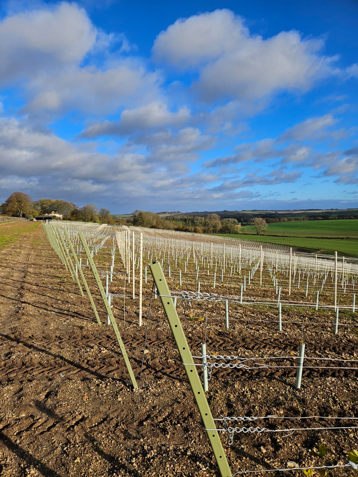 Vineyard with Hadley End Posts Powder-Coated Pale Green