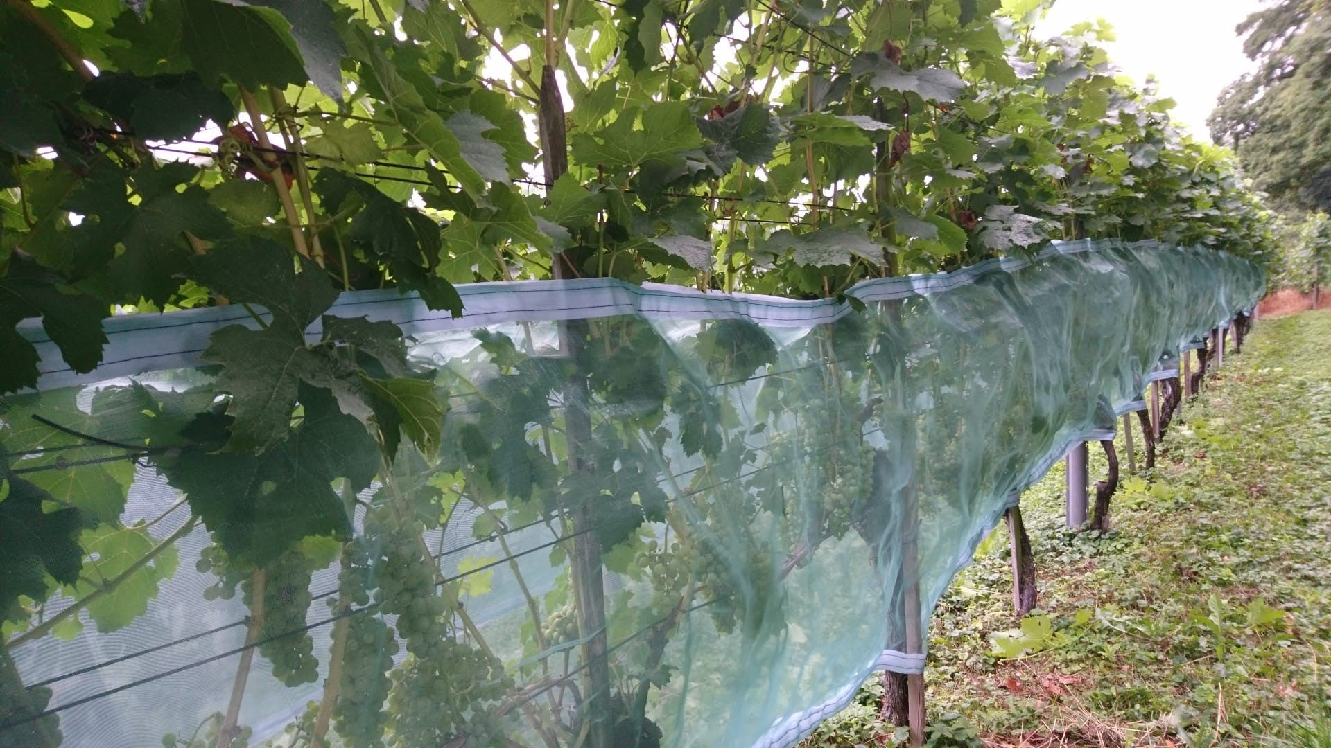 Insect netting with Velcro 1m  x 100m roll