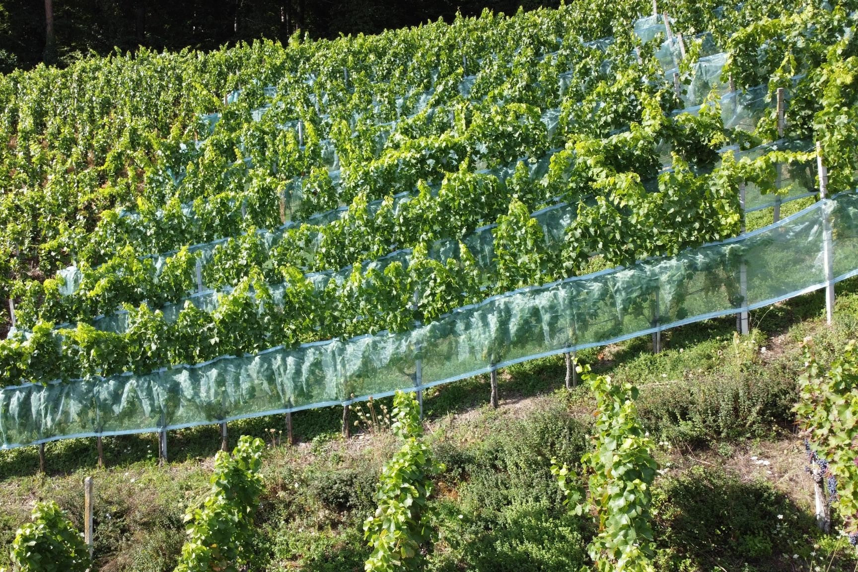 Insect netting with Velcro 1m  x 100m roll