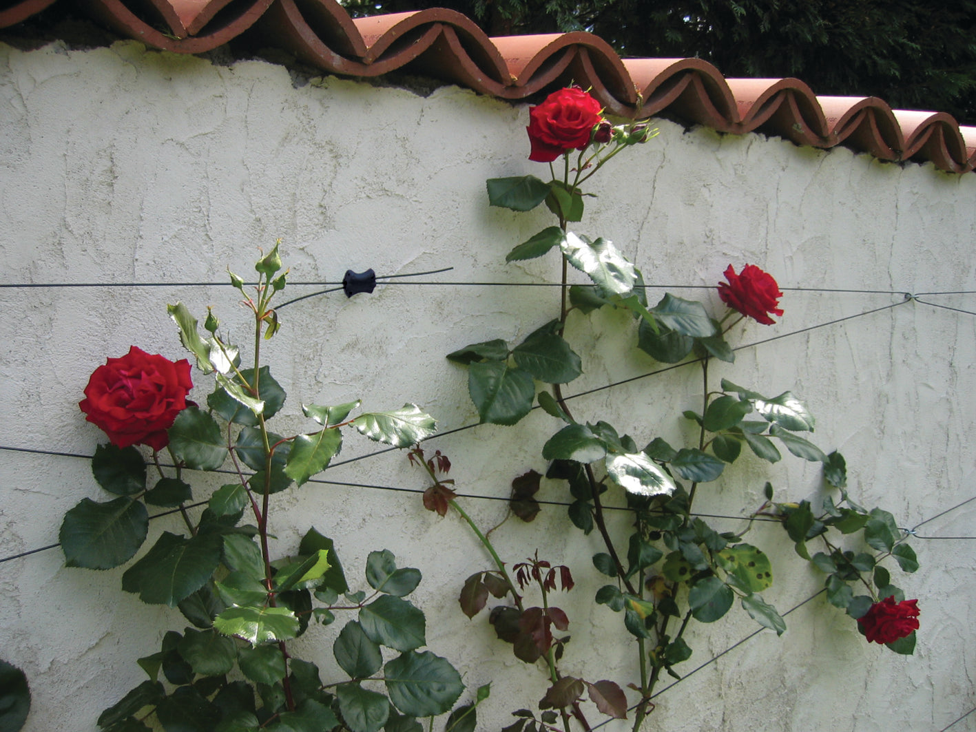 Gripple Garden Trellis Starter Kit: Wire, Tensioners, Hooks
