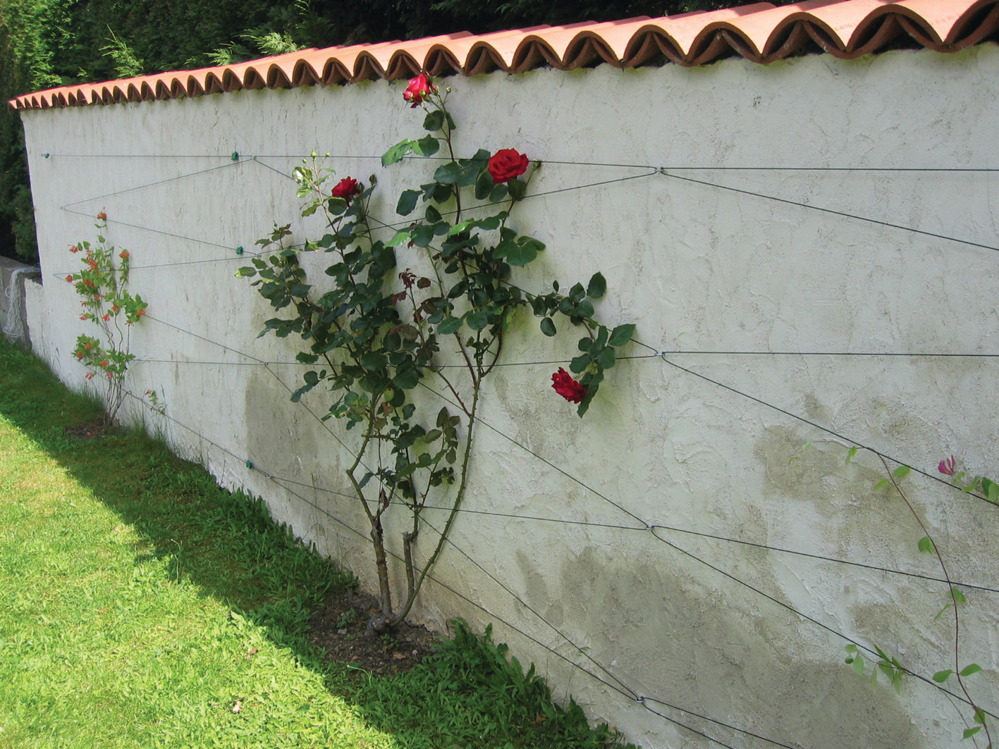 Gripple Garden Trellis Starter Kit: Wire, Tensioners, Hooks