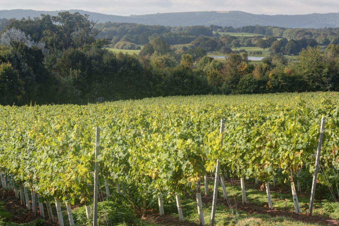 60cm Openable Grow Guards, Recyclable Vine Shelters