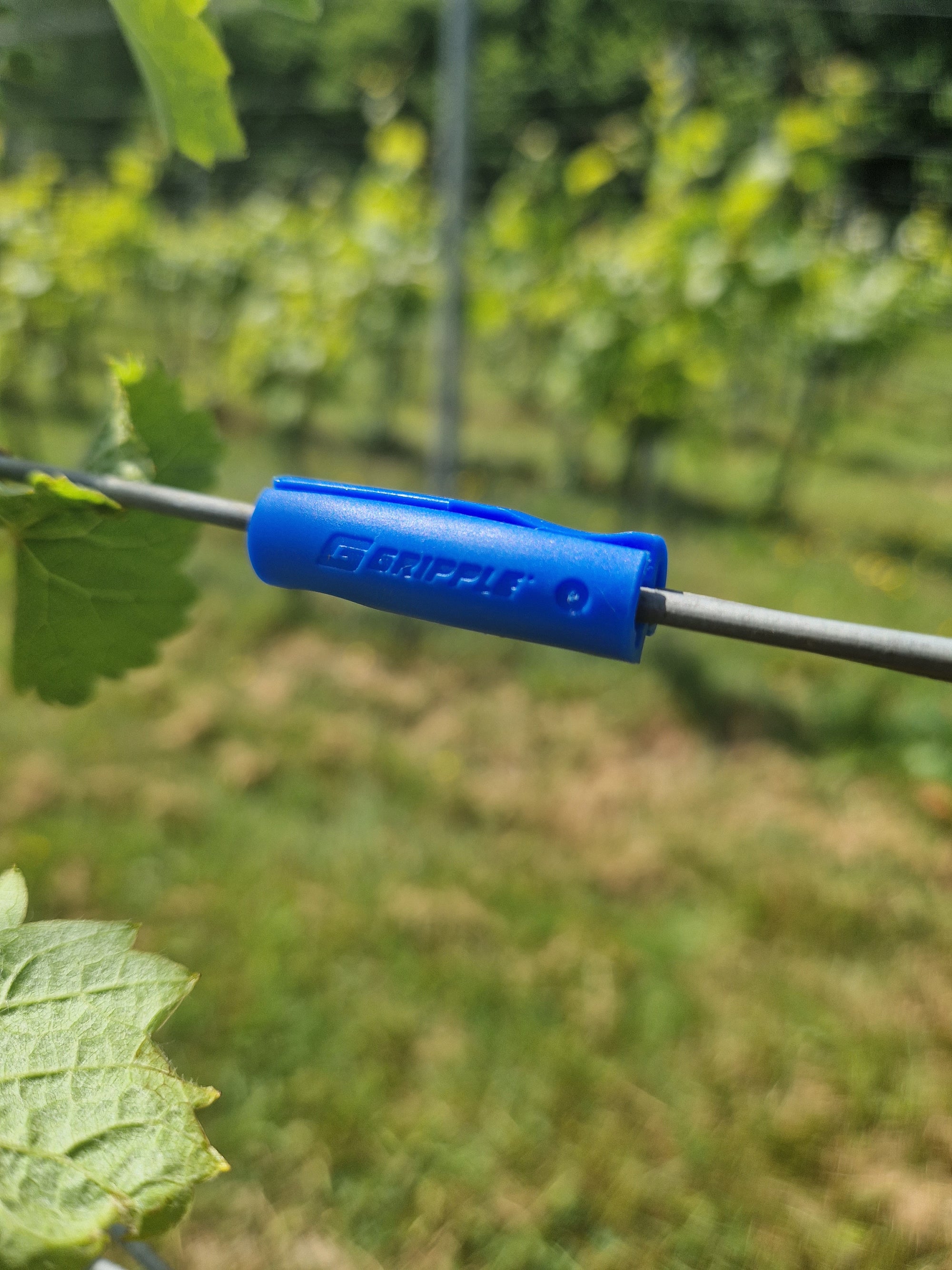 Individual Gripple Twister on Vineyard Wire